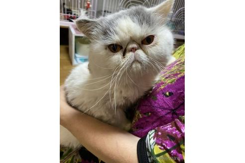 販売中のペルシャの親猫